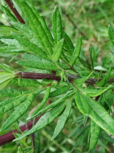 Armoise commune (Artemisia vulgaris) Graines