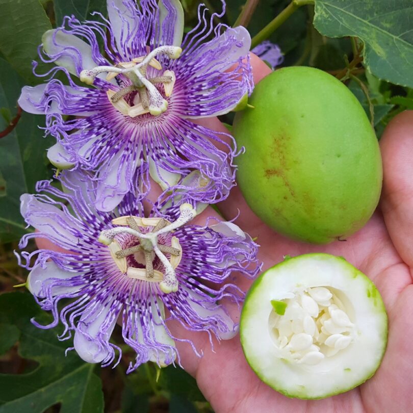 Passiflore officinale (Passiflora incarnata) Graines