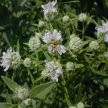 Pycnanthemum pilosum (Menthe Japonaise) Graines