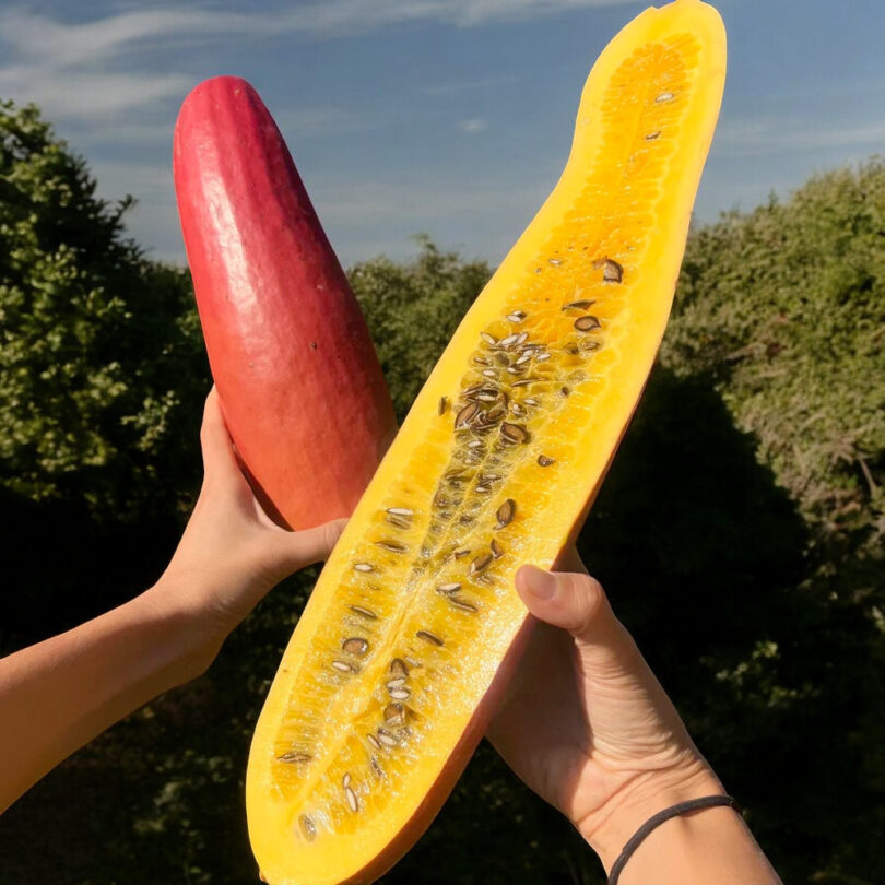 Calebasse Zombi, Melon-coton (Sicana odorifera "Cassabanana") Graines – Image 3