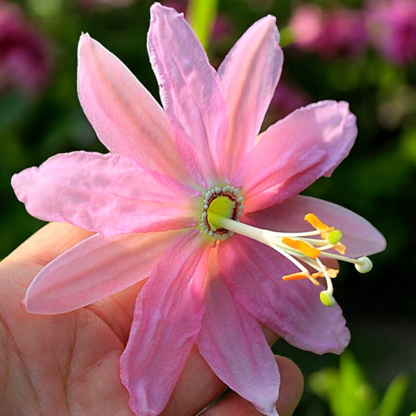 Passiflore Banane (Passiflora mollissima) Graines