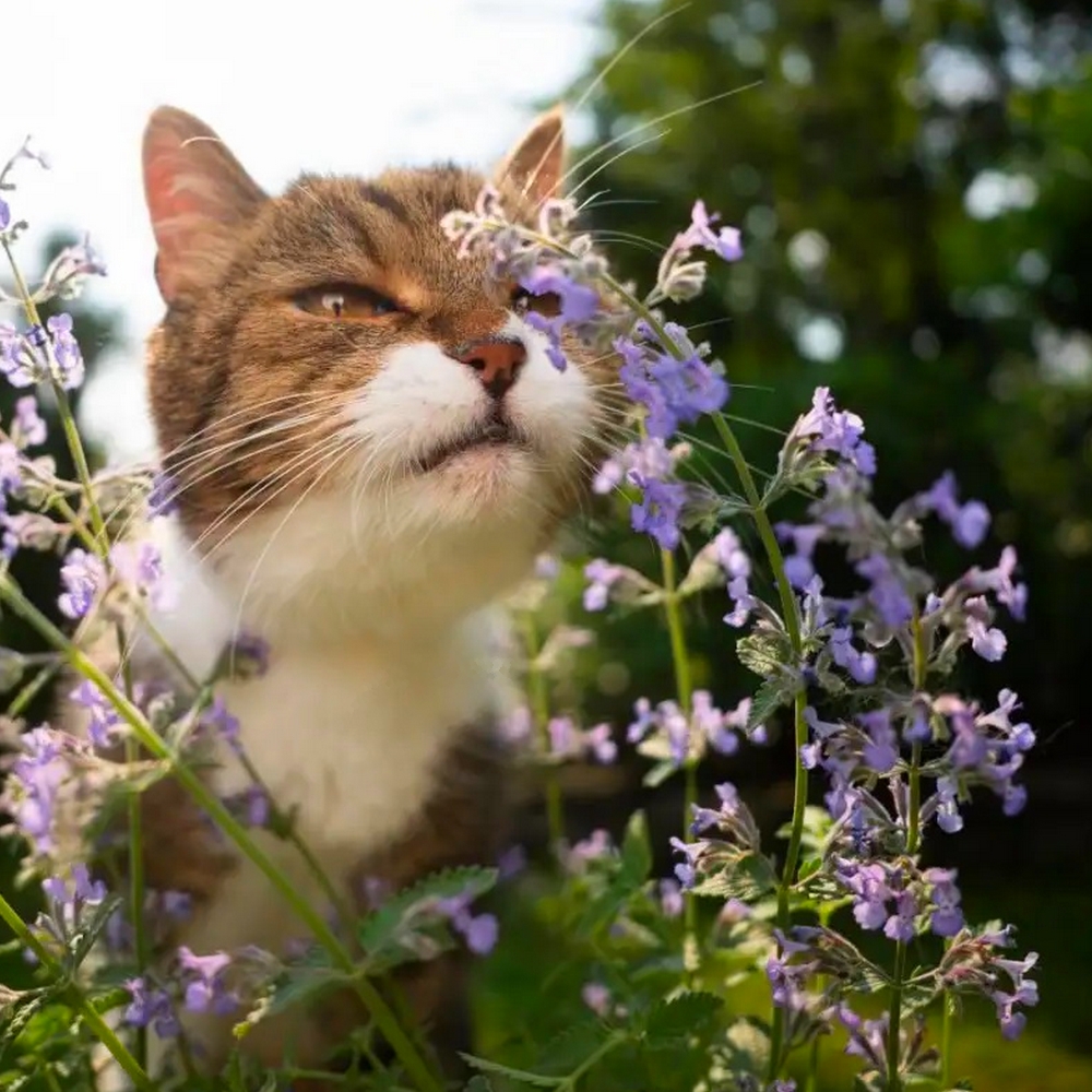 Plantes répulsives de chats: notre top 3