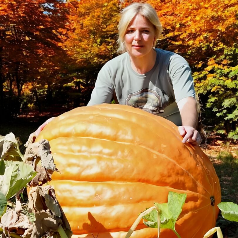 Potiron Géant 'Atlantic Giant' (Variété de concours) Graines – Image 2