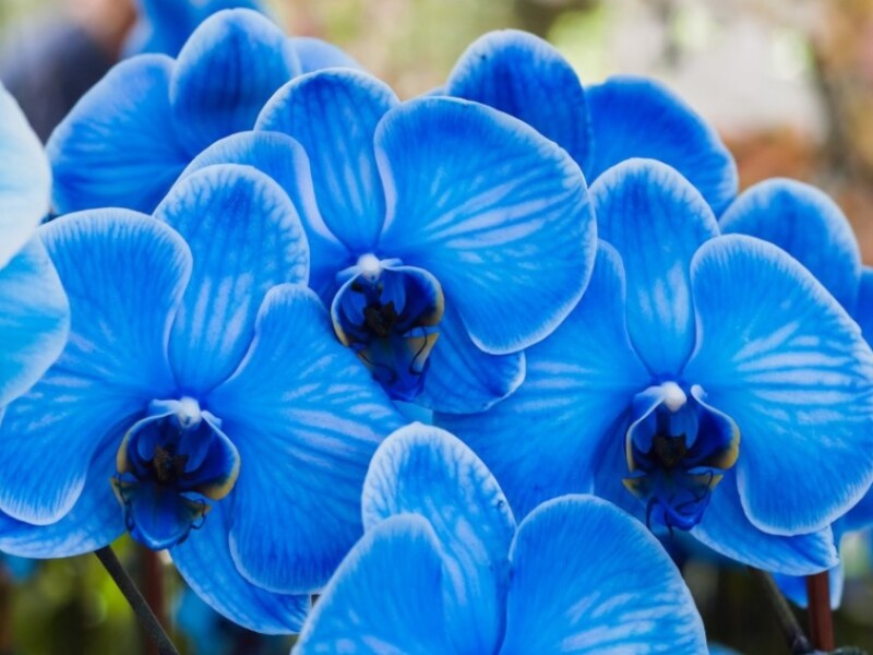 Dégradés Colorés Dans Les Tons D'orchidée, D'amande, De Bleu