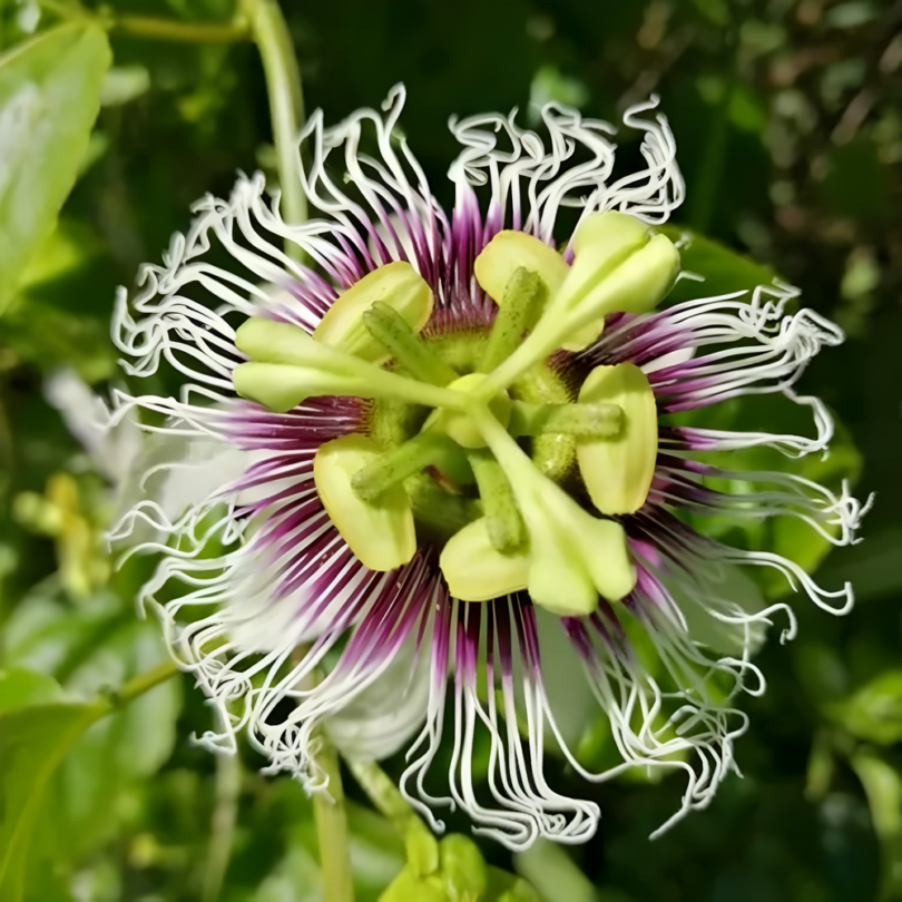 Passiflore Grenadille (Passiflora edulis f. edulis) Graines