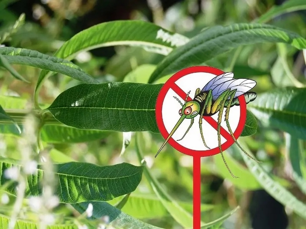 Plante anti-mouche : la liste des 20 plantes les plus efficaces !