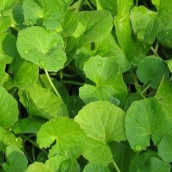 Centella asiatica ''Gotu Kola'' Plant