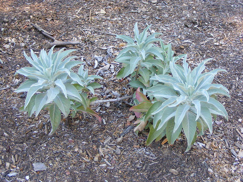 Plantes et Graines Ethnobotaniques Chamaniques 2