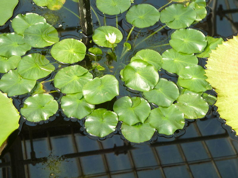 Nymphaea thermarum  Un rarissime nénuphar nain volé à Kew Gardens (1)