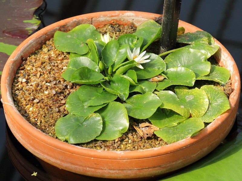 Nymphaea thermarum