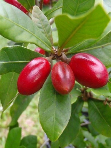 Fruit Miracle (Synsepalum dulcificum) Plant