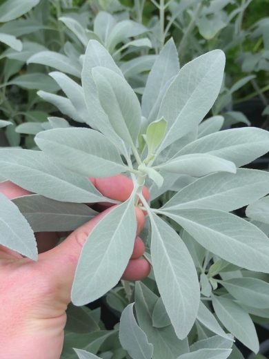 Cresson alénois - 500 grammes - 225000 graines - Lepidium sativum – Garden  Seeds Market
