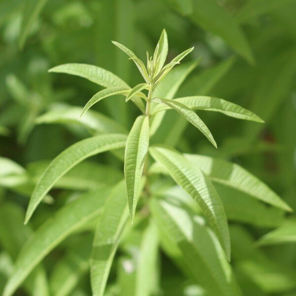 Verveine Citronnelle (Aloysia citrodora) Plant - Alsagarden