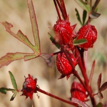 Hibiscus sabdariffa-bissap rouge