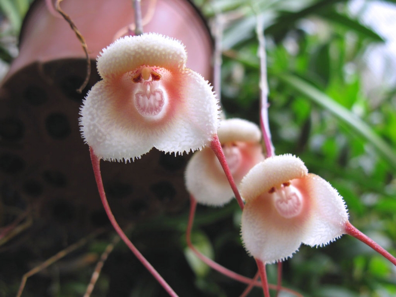 Les orchidées à tête de singe, une beauté fascinante !