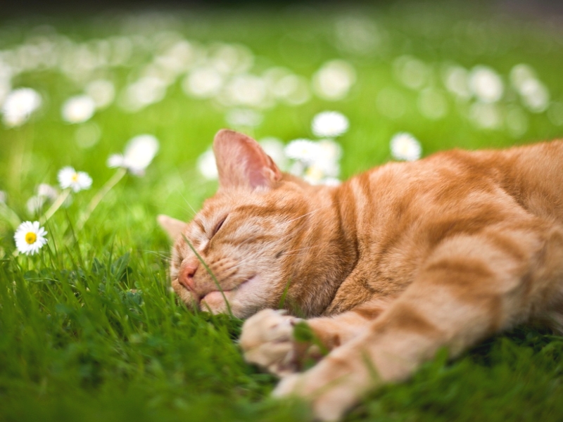 Herbe à chat : 5 choses à savoir ! - Blog