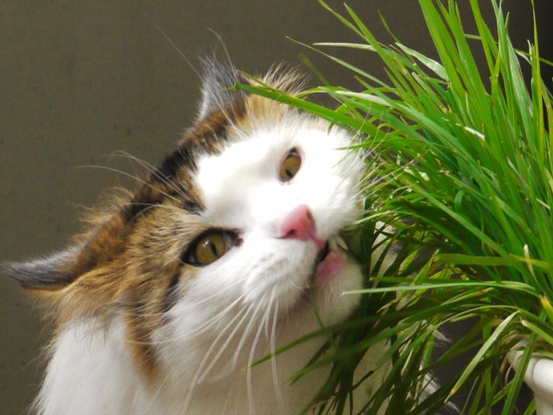 Les 4 meilleurs jouets à l'herbe à chat - Absolument Chats