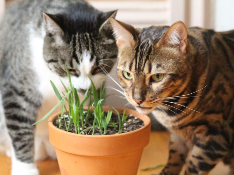 2 plantes pour faire plaisir à votre chat : la cataire et la