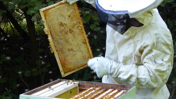 Miel en coffret cadeaux - Le Rucher de l'Ours (apiculteur) - Le Rucher de  l'Ours