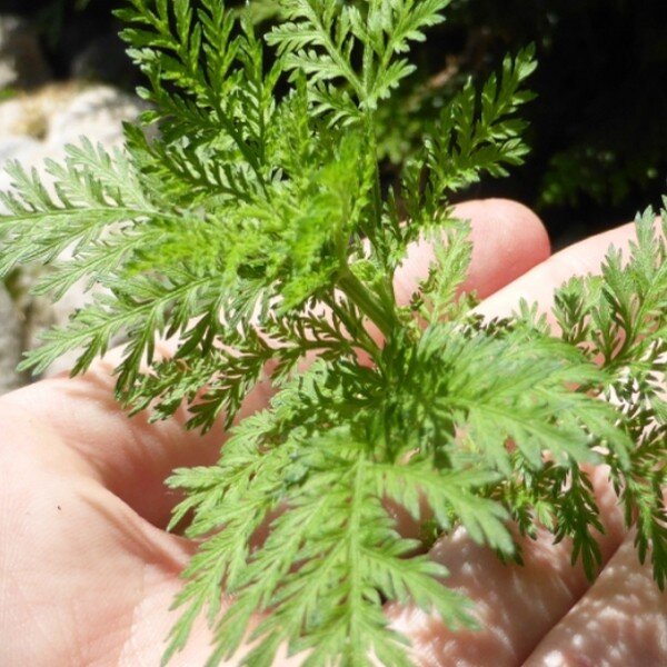Armoise annuelle (Artemisia annua) Graines - Alsagarden
