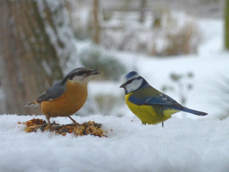 Oiseaux, comment les nourrir pendant l'hiver ?