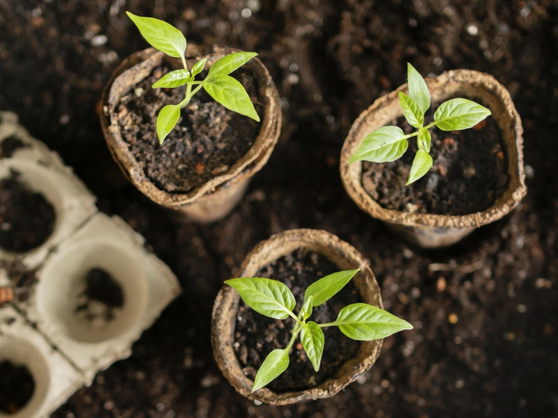 Jardinage d'intérieur : Petites graines deviendront plantes