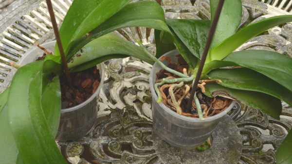 L'Orchidée Vanille : Conseils de culture et d'entretien - Alsagarden