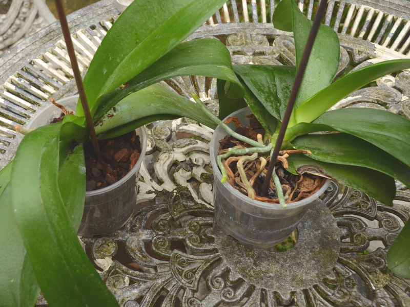 Comment rempoter vos orchidées avec le substrat spécial pour orchidées  Seramis 
