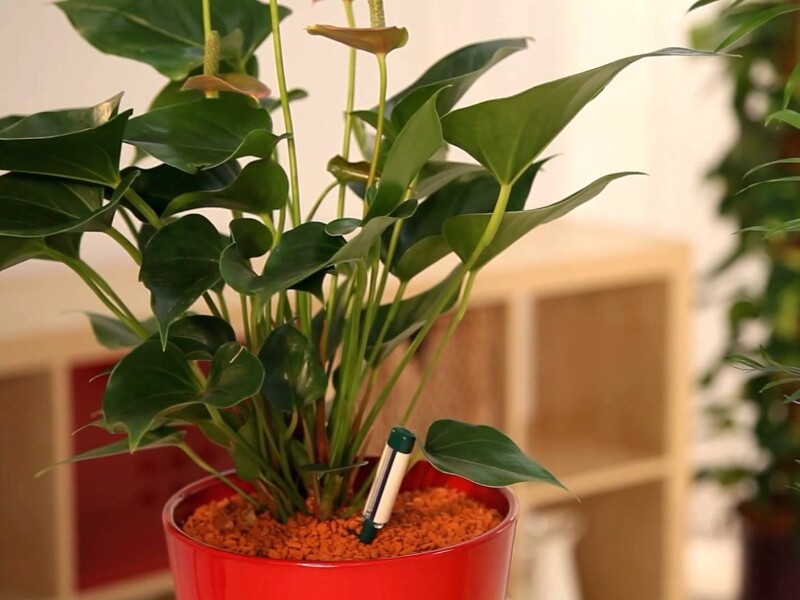 Moucherons de plantes d'intérieur : 5 solutions naturelles efficaces contre  les sciarides ! 