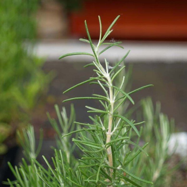 Rosmarinus 'Pine Scented' Plants - Alsagarden