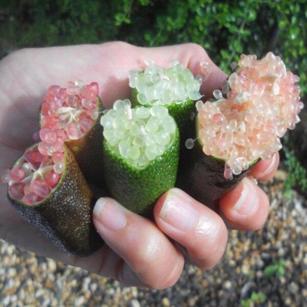 Microcitrus australasica (Finger Lime) 20-30 cm Plants - Alsagarden