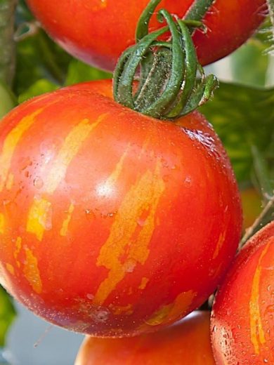 Tomate Bicolore 'Tigrella' Graines