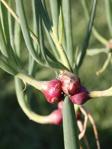 Oignon Rocambole Perpétuel (Allium cepa viviparum) Plant