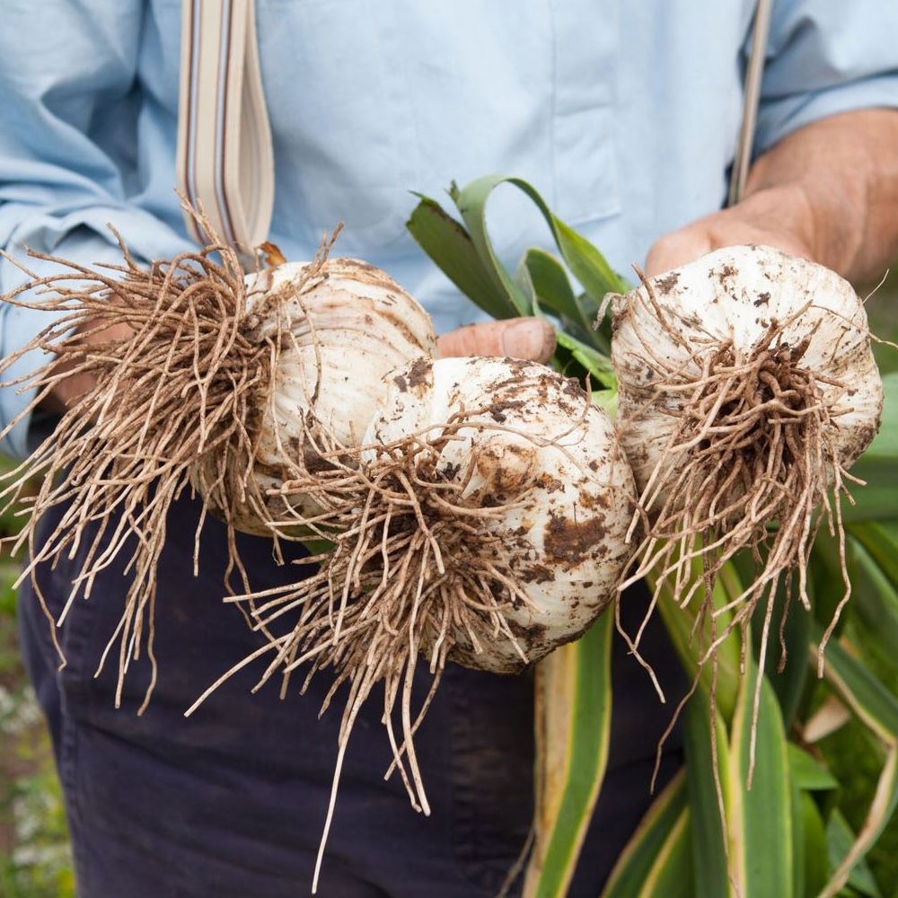 Bulbes d'Allium ursinum - Bulbes d'ail des ours - Boutique Végétale