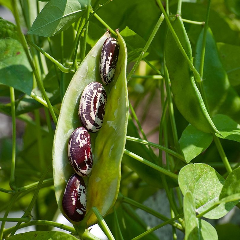 Haricot de Lima 'Christmas' (Phaseolus lunatus) Graines – Image 2