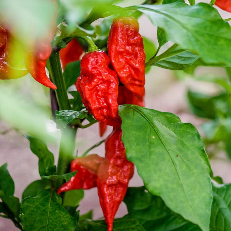 Piment 'Bhut Jolokia' (Ghost Pepper) Graines – Image 2