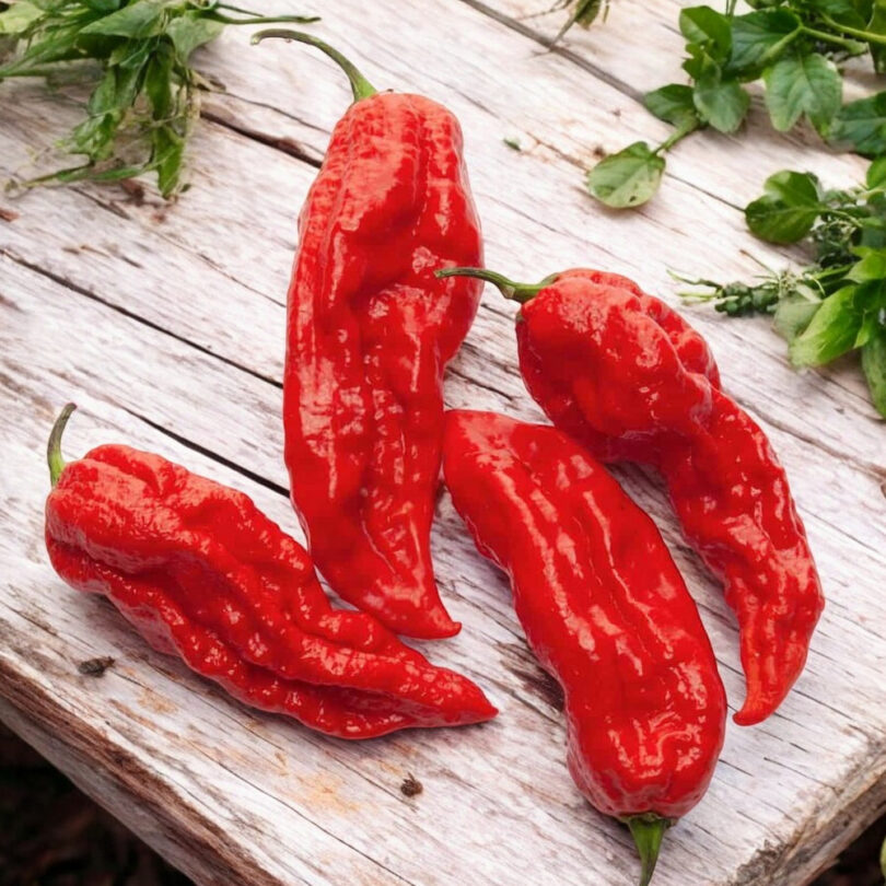 Piment 'Bhut Jolokia' (Ghost Pepper) Graines