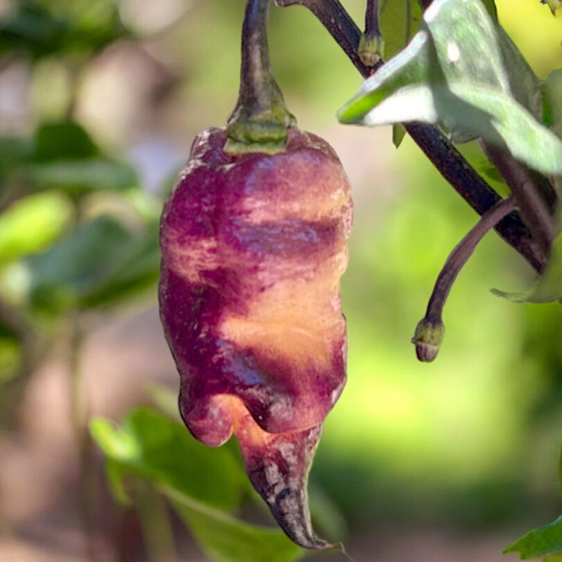 Piment 'Thors Thunderbolt' (Variété rare) Graines – Image 4