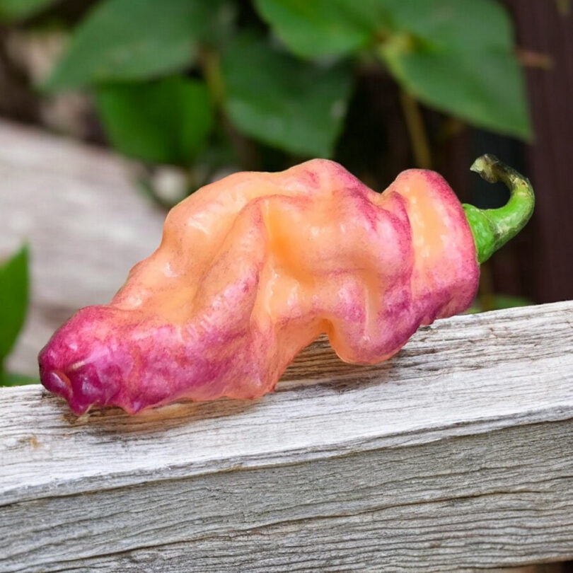 Piment 'Thors Thunderbolt' (Variété rare) Graines – Image 2