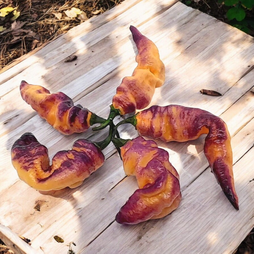 Piment 'Thors Thunderbolt' (Variété rare) Graines