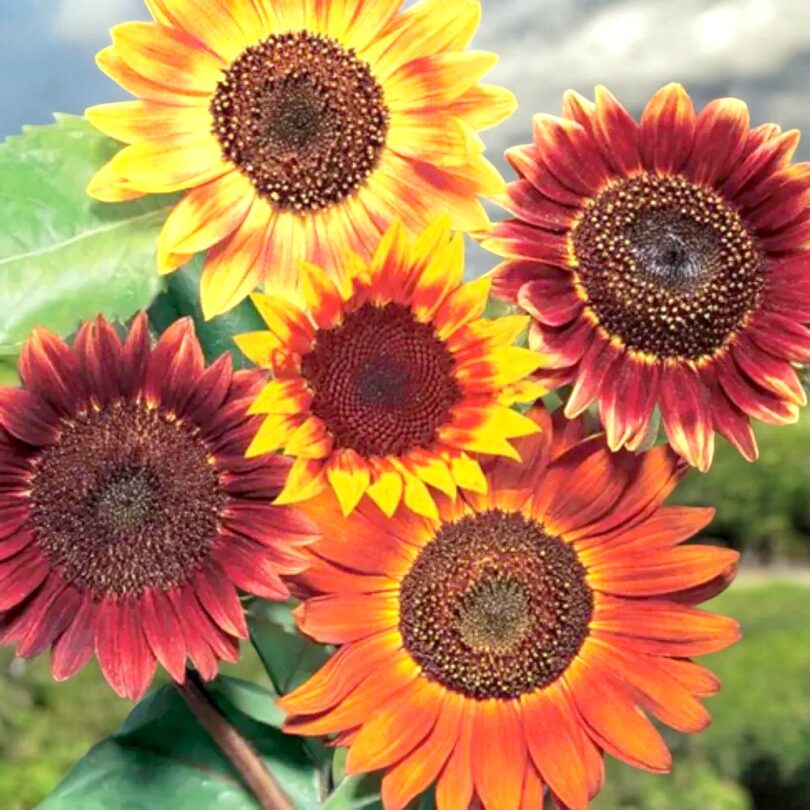 Tournesol 'Evening Sun' (Variété à fleurs simples) Graines – Image 2