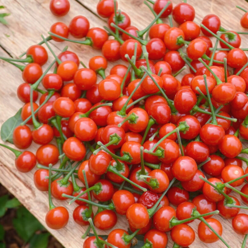 Piment 'Aji Charapita Red' (Variété rare) Graines – Image 2