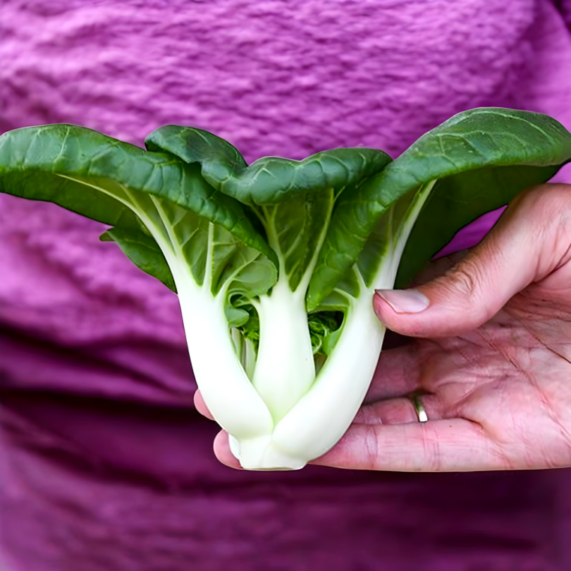 Chou chinois 'Tiny Bok Choy' (Variété miniature) Graines