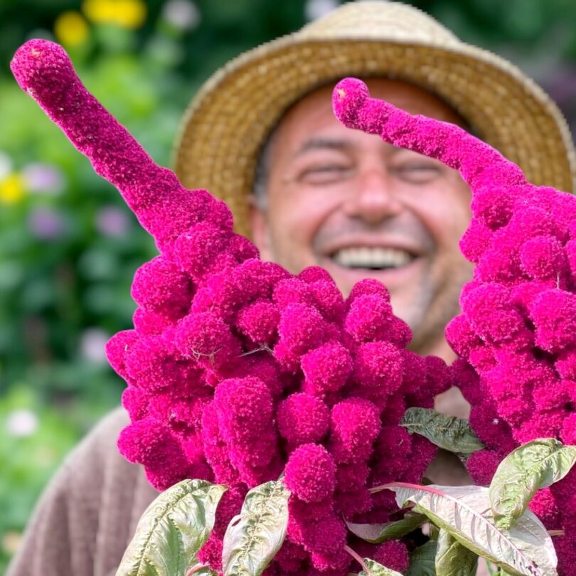 Amarante 'Tête d'Éléphant' (Amaranthus gangeticus) Graines – Image 2