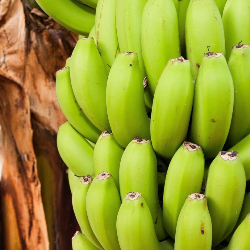 Bananier rustique à fruits comestibles (Musa thomsonii) Graines