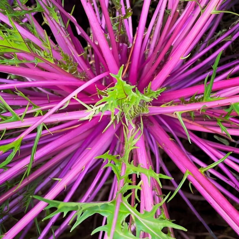 Mizuna violet 'Beni Houshi' (Variété rare) Graines – Image 2