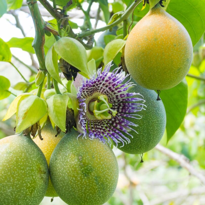 Passiflore Grenadelle (Passiflora ligularis) Graines