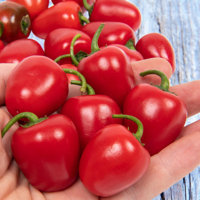 Piment Rocoto 'Mini-Red' (Variété rare) Graines – Image 2