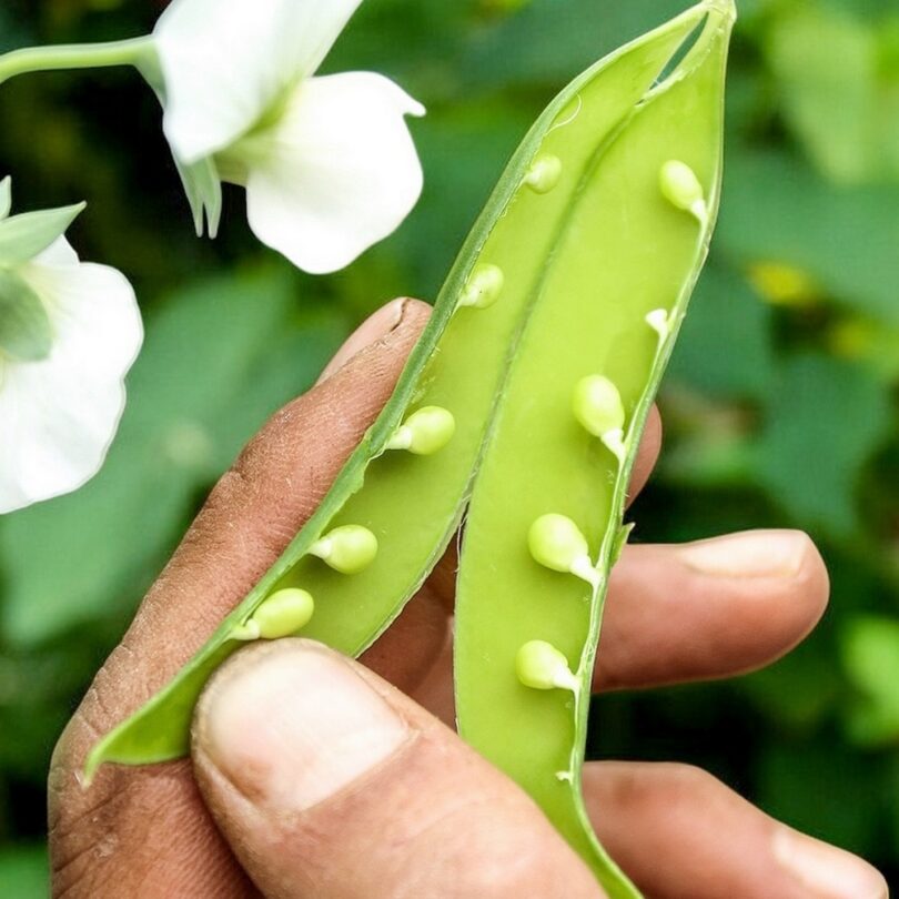 Pois larme "Caviar Végétal" (Variété rare) Graines – Image 3