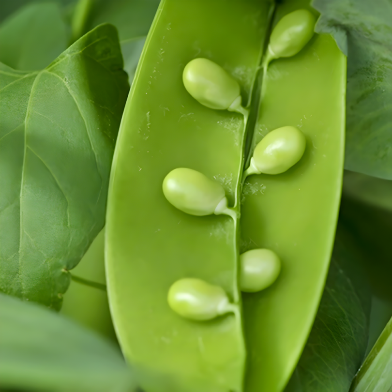 Pois larme "Caviar Végétal" (Variété rare) Graines